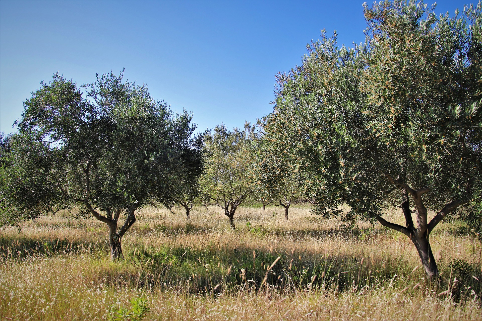 Olive Tree